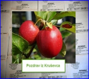 Batajnica - ☆ Bezvirusne sadnice raznog voća za 2015