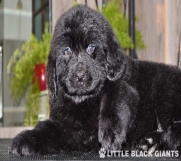 Batajnica - Štenci njufaundlendera – newfoundland puppies