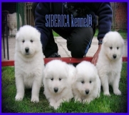 Samojed stenci odgajivacnica Peki Siberica