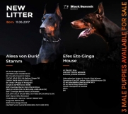 Batajnica - Doberman stenci na prodaju - Black Summit Kennel