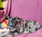 Batajnica - Na prodaju Francuski bulldog blue-merle boje