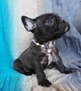 Batajnica - Francuski bulldog,prelepi crni stenci