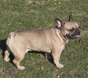 Batajnica - Francuski bulldog priplodni muzjak