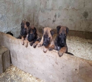 Malinoa stenci na prodaju - Black Summit Kennel