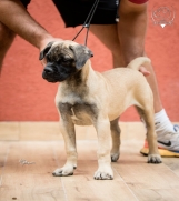 Batajnica - Zenska stenad Bullmastiff-a