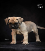 Odgajivačnica bullmastiff-a 