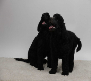 Batajnica - Na prodaju stenci kraljevske (standard) pudle