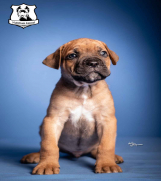 Batajnica - Cane Corso stenci iz odg. Nubilium
