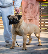 Batajnica - Odgajivačnica bullmastiff-a 