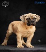 Batajnica - Odgajivačnica bullmastiff-a 