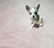 Princess mini chihuahuas