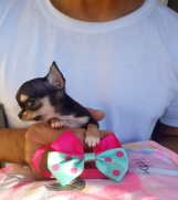 Batajnica - Princess mini chihuahuas-Mini čivave