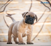 Batajnica - Home of Guardians - bullmastiff kennel