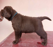 Batajnica - Na prodaju čokoladni štenci labrador retrivera