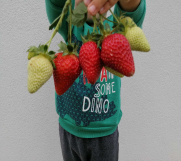 Batajnica - Sadnice jagoda za jesenju sadnju